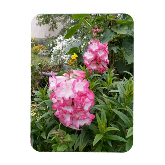 Penstemon Flower Garden floral Birthday Magnet Magneet (Verticaal)