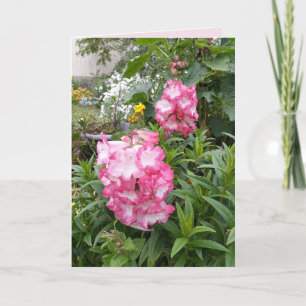 Penstemon Flower Garden floral Happy Birthday Kaar Kaart