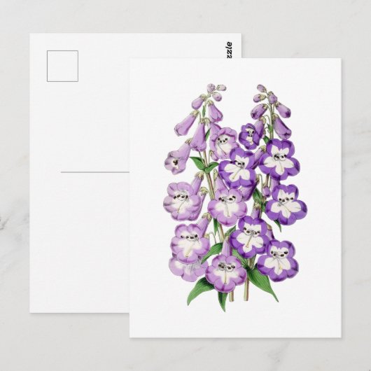 Penstemon Vintage Botanical Postcard Briefkaart (Voorkant / Achterkant)