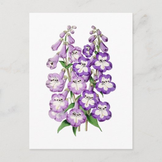 Penstemon Vintage Botanische Ansichtkaart Briefkaart (Voorkant)