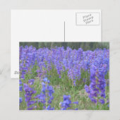 Penstemon Wildbloemen Wyoming Briefkaart (Voorkant / Achterkant)