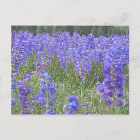 Penstemon Wildbloemen Wyoming Briefkaart (Voorkant)
