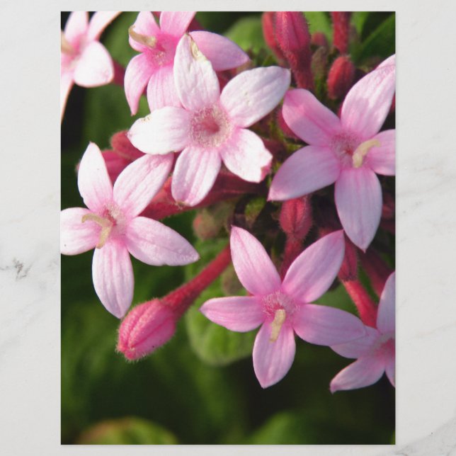 Pentas (Voorkant)