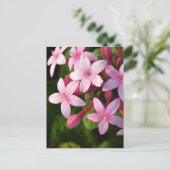 Pentas Briefkaart (Staand voorkant)