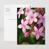 Pentas Briefkaart (Voorkant / Achterkant)