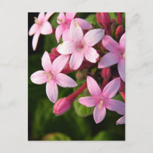 Pentas Briefkaart