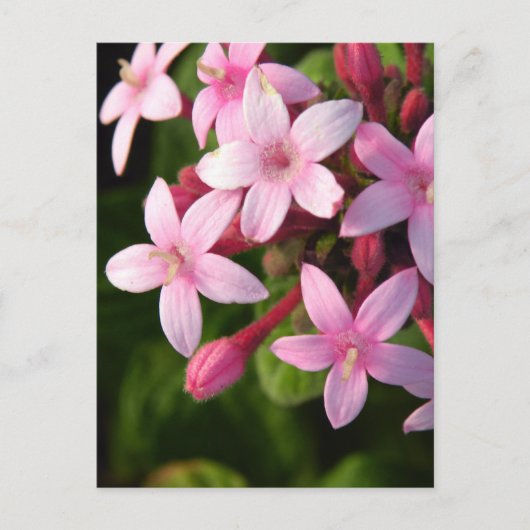 Pentas Briefkaart (Voorkant)