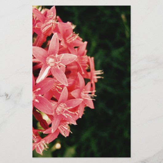 Pentas Briefpapier (Voorkant)