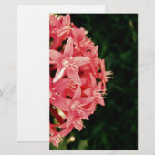 Pentas Briefpapier (Voorkant / Achterkant)