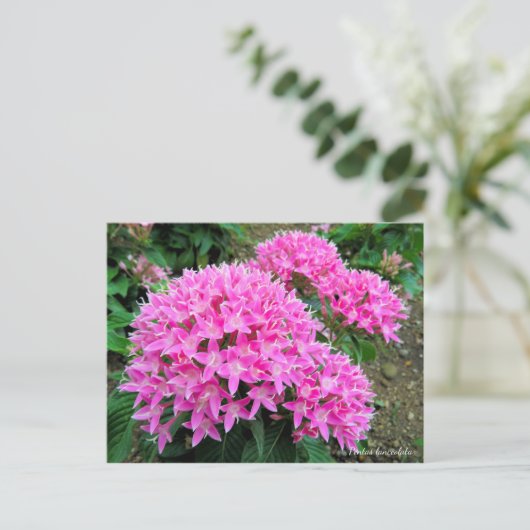Pentas lanceolata [Briefkaart] Briefkaart