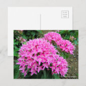 Pentas lanceolata [Briefkaart] Briefkaart (Voorkant / Achterkant)
