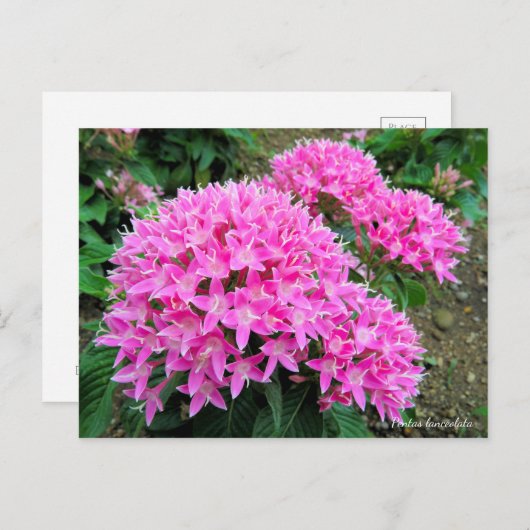 Pentas lanceolata [Briefkaart] Briefkaart (Voorkant / Achterkant)