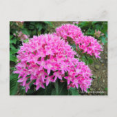 Pentas lanceolata [Briefkaart] Briefkaart (Voorkant)