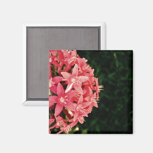 Pentas Magneet (Voorkant / Achterkant)