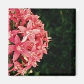 Pentas Magneet (Voorkant)