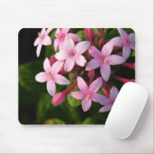 Pentas Muismat (Met muis)