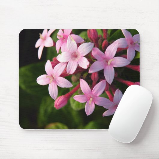 Pentas Muismat (Met muis)