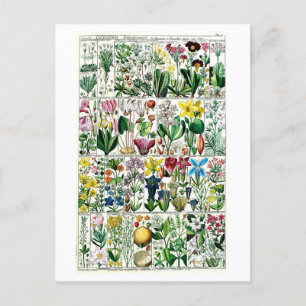  Pentrandia Floral Botanical Chart Briefkaart