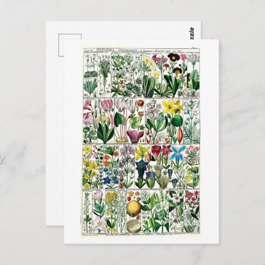  Pentrandia Floral Botanical Chart Briefkaart (Voorkant / Achterkant)