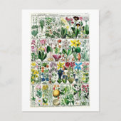  Pentrandia Floral Botanical Chart Briefkaart (Voorkant)
