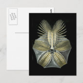 Pentremites Briefkaart (Voorkant / Achterkant)