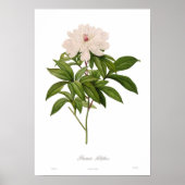 Peonia albiflora poster (Voorkant)