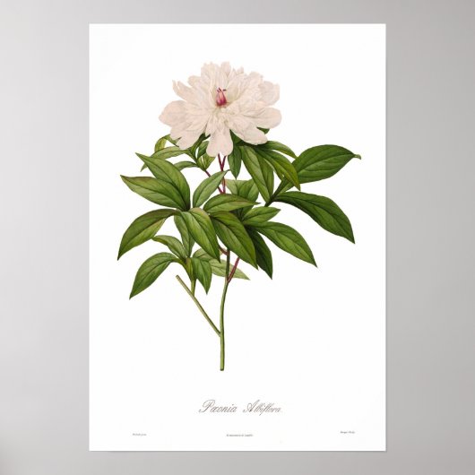 Peonia albiflora poster (Voorkant)