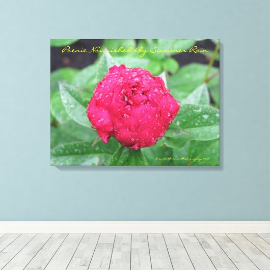 Peonie Na Regen Verpakt Canvas (Insitu (Houten vloer))