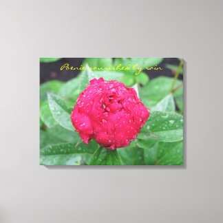 Peonie Na Regen Verpakt Canvas Afdruk