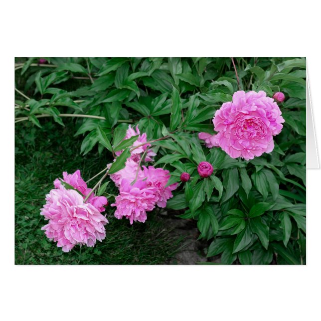 PEONIES (Voorkant Horizontaal)