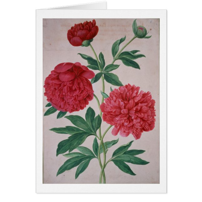 Peonies, bord 46, van de Nassau Florilegium (m/v (Voorkant)