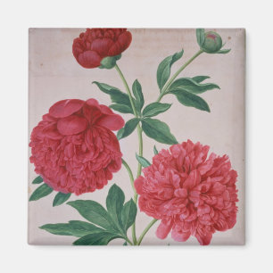 Peonies, bord 46, van de Nassau Florilegium (m/v Magneet