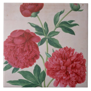 Peonies, bord 46, van de Nassau Florilegium (m/v Tegeltje