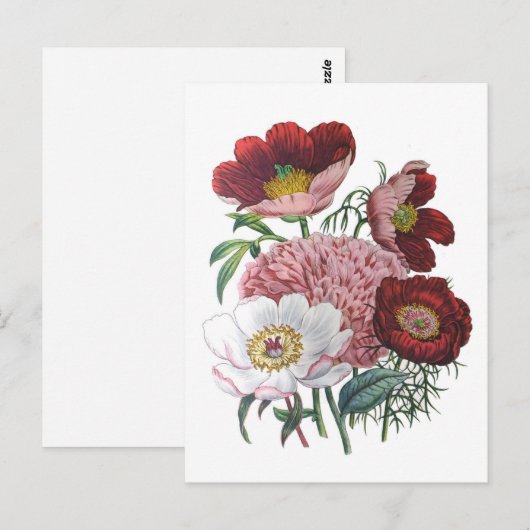Peonies Briefkaart (Voorkant / Achterkant)