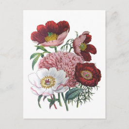 Peonies Briefkaart