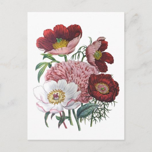 Peonies Briefkaart (Voorkant)