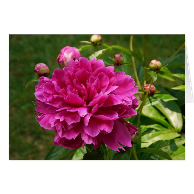 Peonies-CARD (Voorkant Horizontaal)