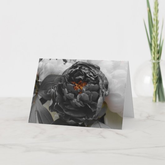 Peonies / geïsoleerde kleur kaart (Voorkant)