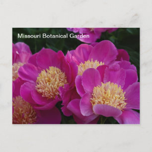Peonies in de botanische tuin van Missouri Briefkaart