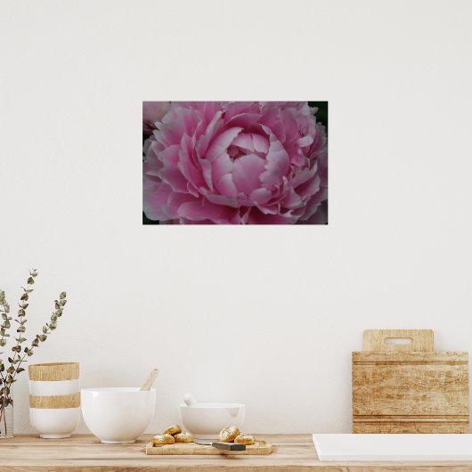 Peonies in volwaardige bloei poster (Keuken)
