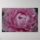 Peonies in volwaardige bloei poster (Voorkant)