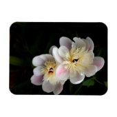Peonies Magnet Magneet (Horizontaal)