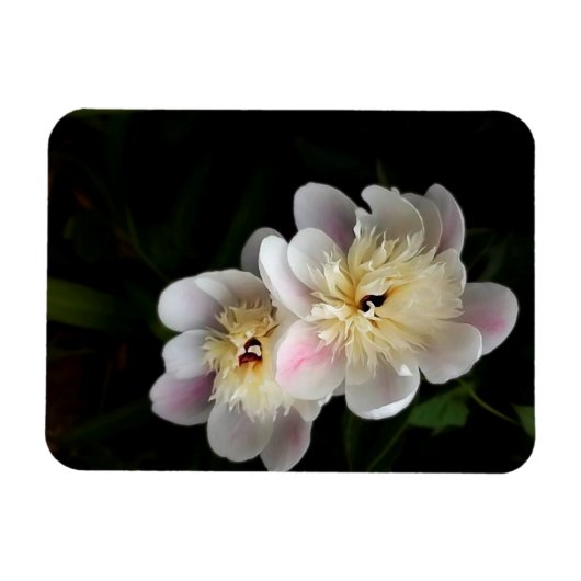 Peonies Magnet Magneet (Horizontaal)