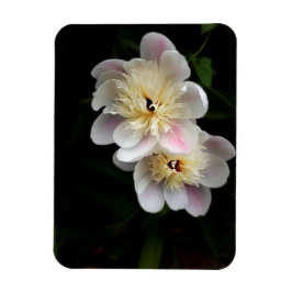 Peonies Magnet Magneet