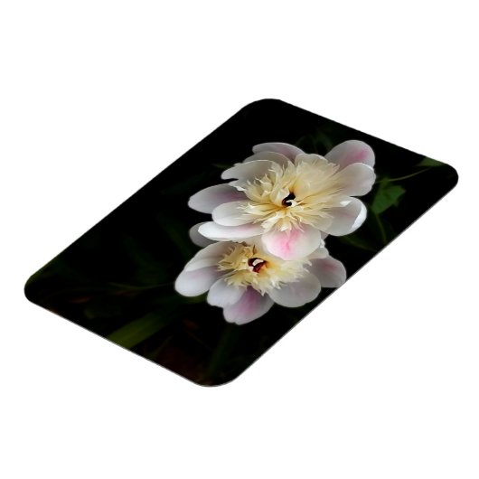 Peonies Magnet Magneet (Linkerzijde)