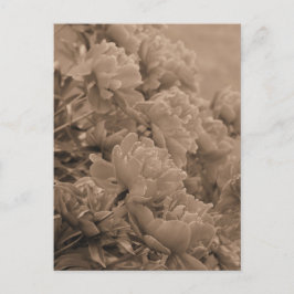 Peonies met het licht in sepia briefkaart