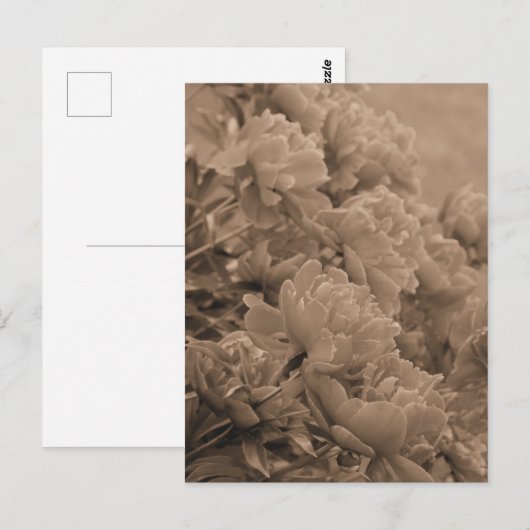 Peonies met het licht in sepia briefkaart (Voorkant / Achterkant)