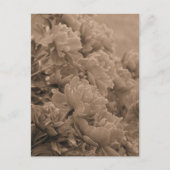 Peonies met het licht in sepia briefkaart (Voorkant)