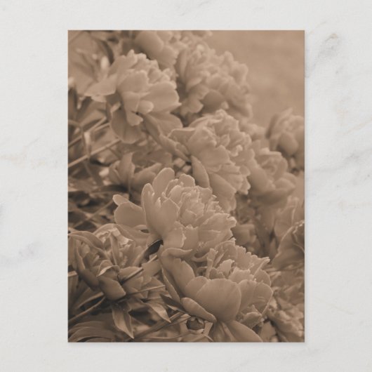 Peonies met het licht in sepia briefkaart (Voorkant)