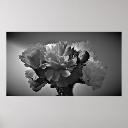 Peonies - Noir, Poster (Voorkant)